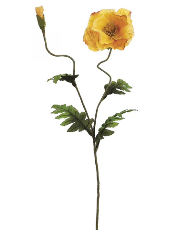 28" Poppy Spray X2 With 1 Flower And 1 Bud Yellow - Garden Roses (800x800), Png Download