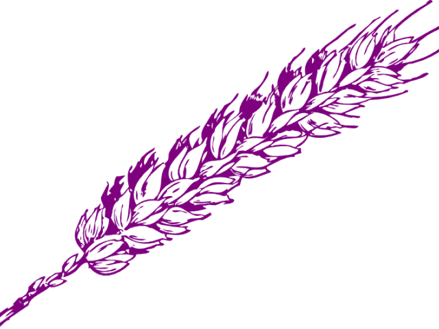 Drawn Wheat Vector - Wheat Clip Art (640x480), Png Download