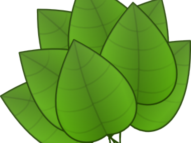 Foliage Clipart Rainforest Leave - Parts Of The Plants Leaf (640x480), Png Download