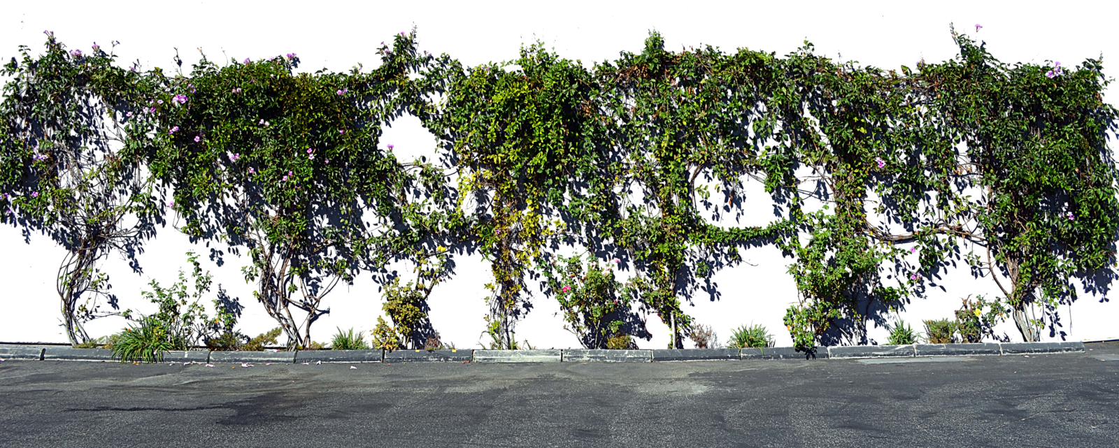 Download Vines On Wall Png Full Size Png Image Pngkit