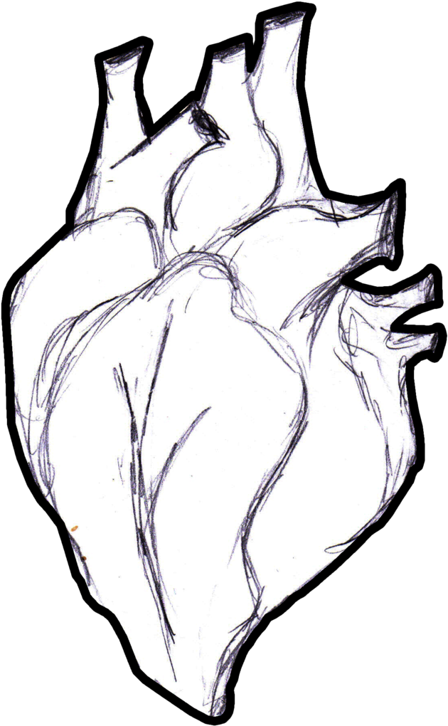 Clip Freeuse Stock Real Human Heart Drawing At Getdrawings - Drawing (900x1339), Png Download