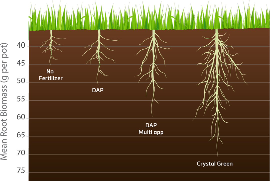 Length Of Turf Root (1080x722), Png Download