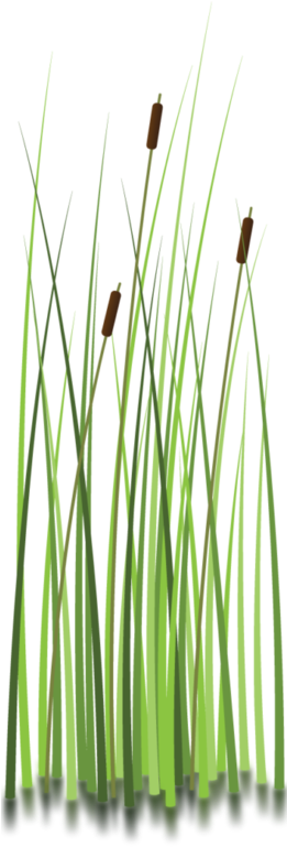 Sweet Grass Clipart - Moore Haven (260x781), Png Download