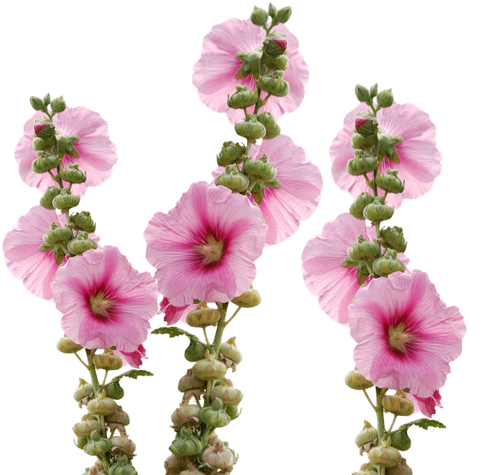 Hollyhock - Мальва Пнг (960x712), Png Download