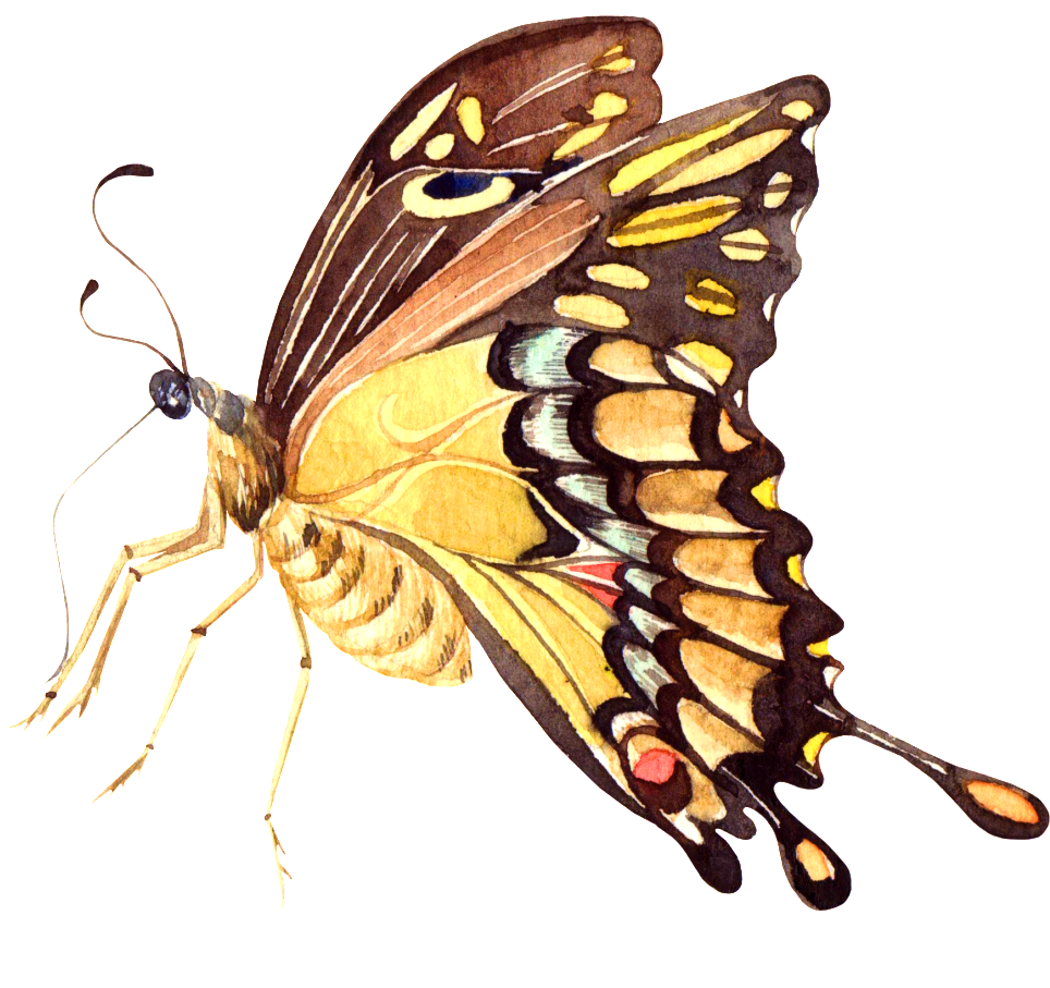 Hand Painted Beautiful Vivid Yellow Butterfly Png Transparent - Portable Network Graphics (1024x926), Png Download