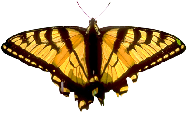 Butterfly Png Image - Butterfly (600x363), Png Download