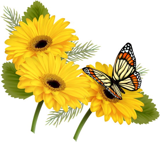 Yellow Gerberas With Butterfly - Butterfly On Flower Clipart (600x518), Png Download