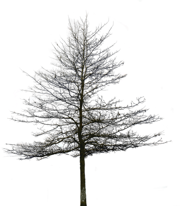 10 Tree Png Images For Architecture, Landscape, Interior - Transparent Background Snow Trees Png (640x692), Png Download
