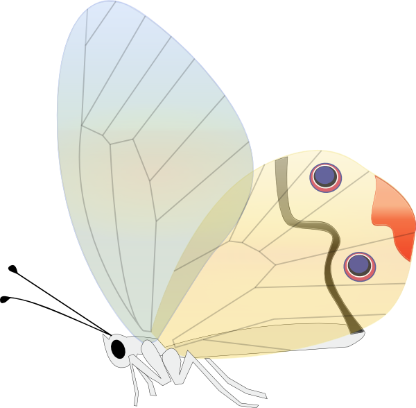 Yellow And Black Butterfly Png Clipart Image - Custom Butterfly Shower Curtain (600x588), Png Download