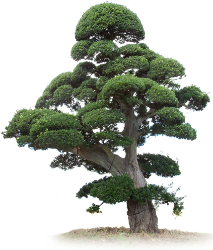 Pond Pine (431x525), Png Download