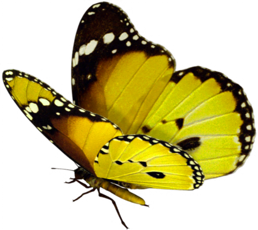 Beautiful Butterfly Png - Purple And Pink Butterfly Png (863x768), Png Download