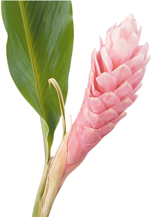 Download Cat Ginger Ginger Flower Png Full Size Png Image Pngkit