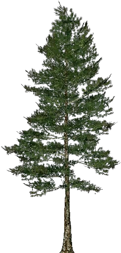 Arbol Pino Png (750x527), Png Download