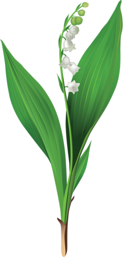 Gallery - Recent Updates - Lily Of The Valley Png (240x500), Png Download
