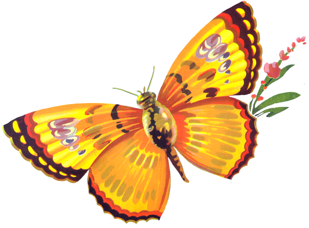 Butterfly Freebie By Chocolate-rabbit On Deviantart - Mariposa Apple Label - San Francisco, Ca (1024x750), Png Download