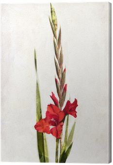Gladiola Tattoos (400x400), Png Download
