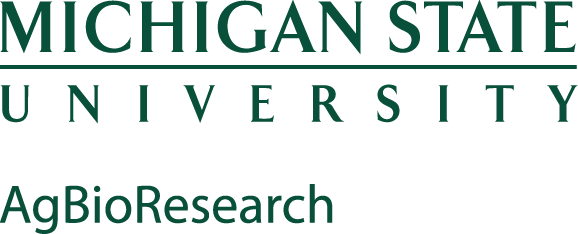 Green Logo - Michigan State Logo No Background (578x234), Png Download