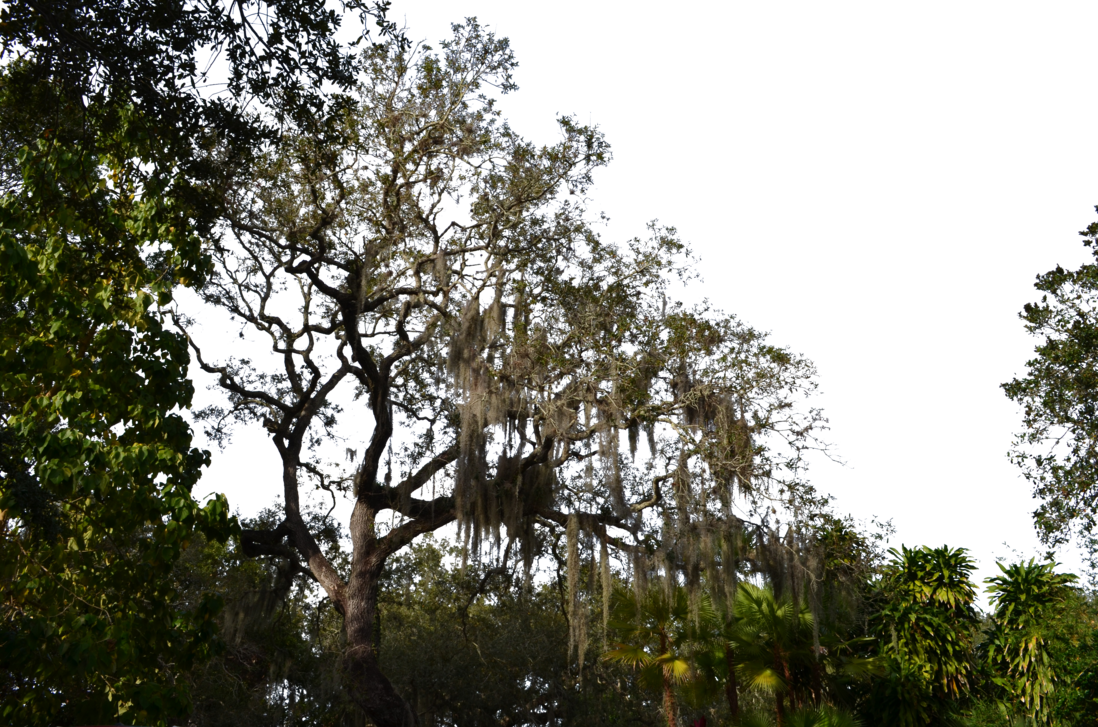 Royalty Free Transparentpng - Transparent Forest Png (1098x727), Png Download