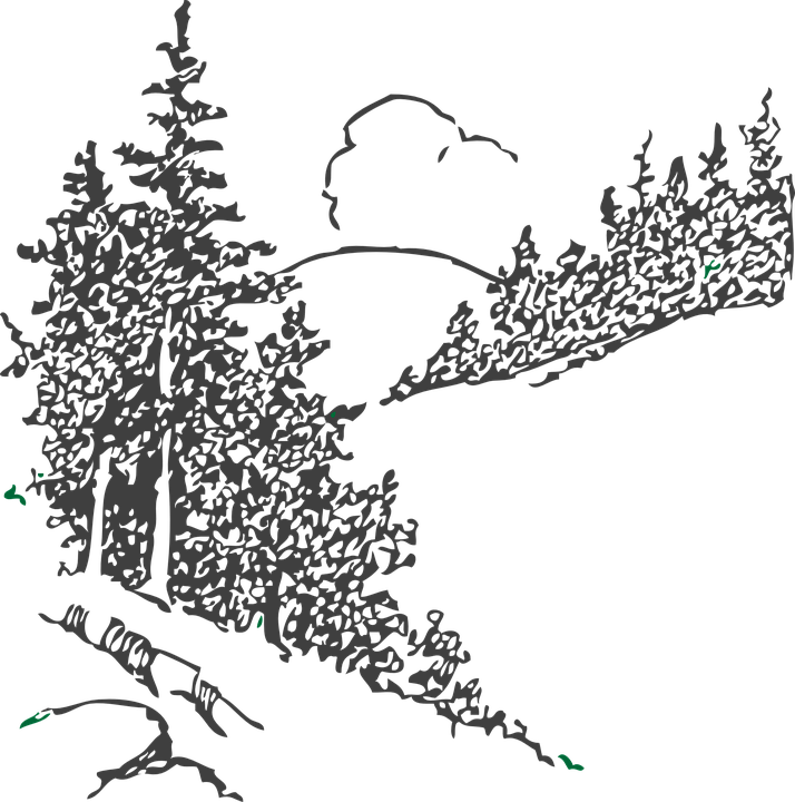 Pine Tree Sketch Png (714x720), Png Download