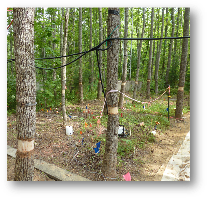 Girdled Trees - Tree (729x697), Png Download