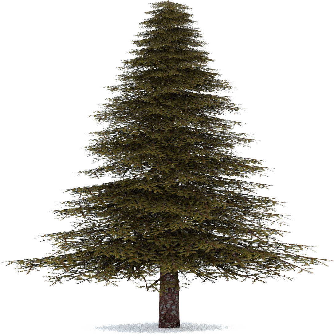 Fir-tree - Fir Tree Transparent (1200x1200), Png Download