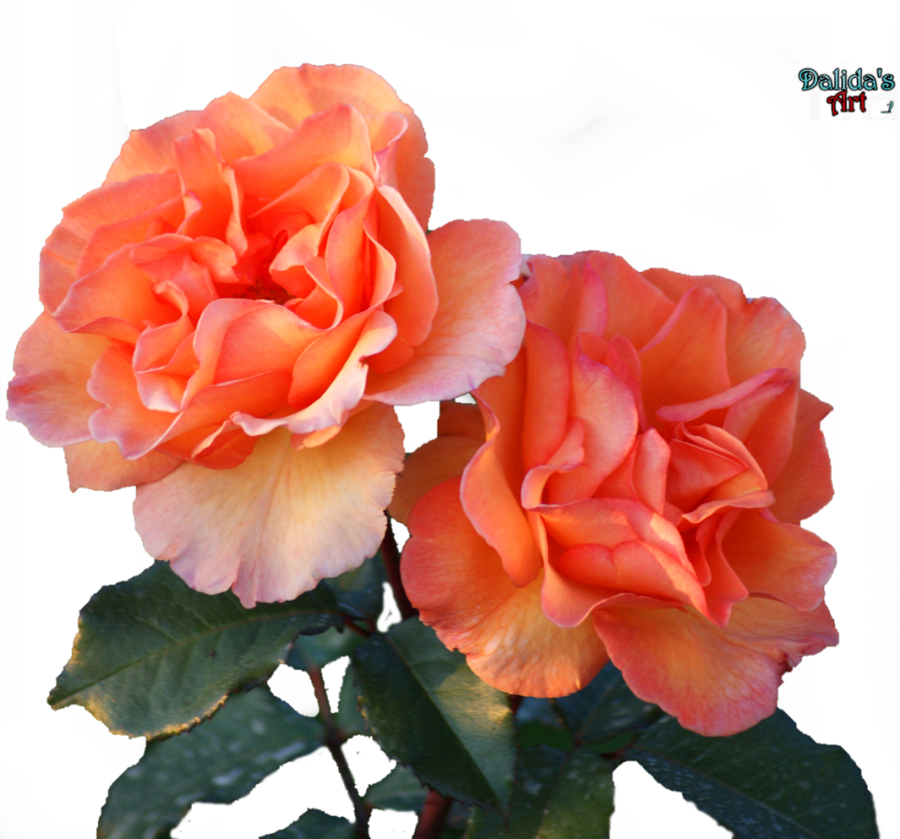 Flower By Makiskan On Beautiful Flowers Png Jpg Black - Flower Pngs (900x839), Png Download