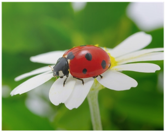 Ladybird Beetle (400x400), Png Download