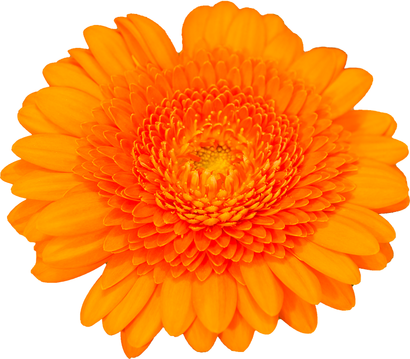 Gerbra, Isolated, Orange, Transparent, Blossom, Bloom - Orange Flower Transparent (822x720), Png Download