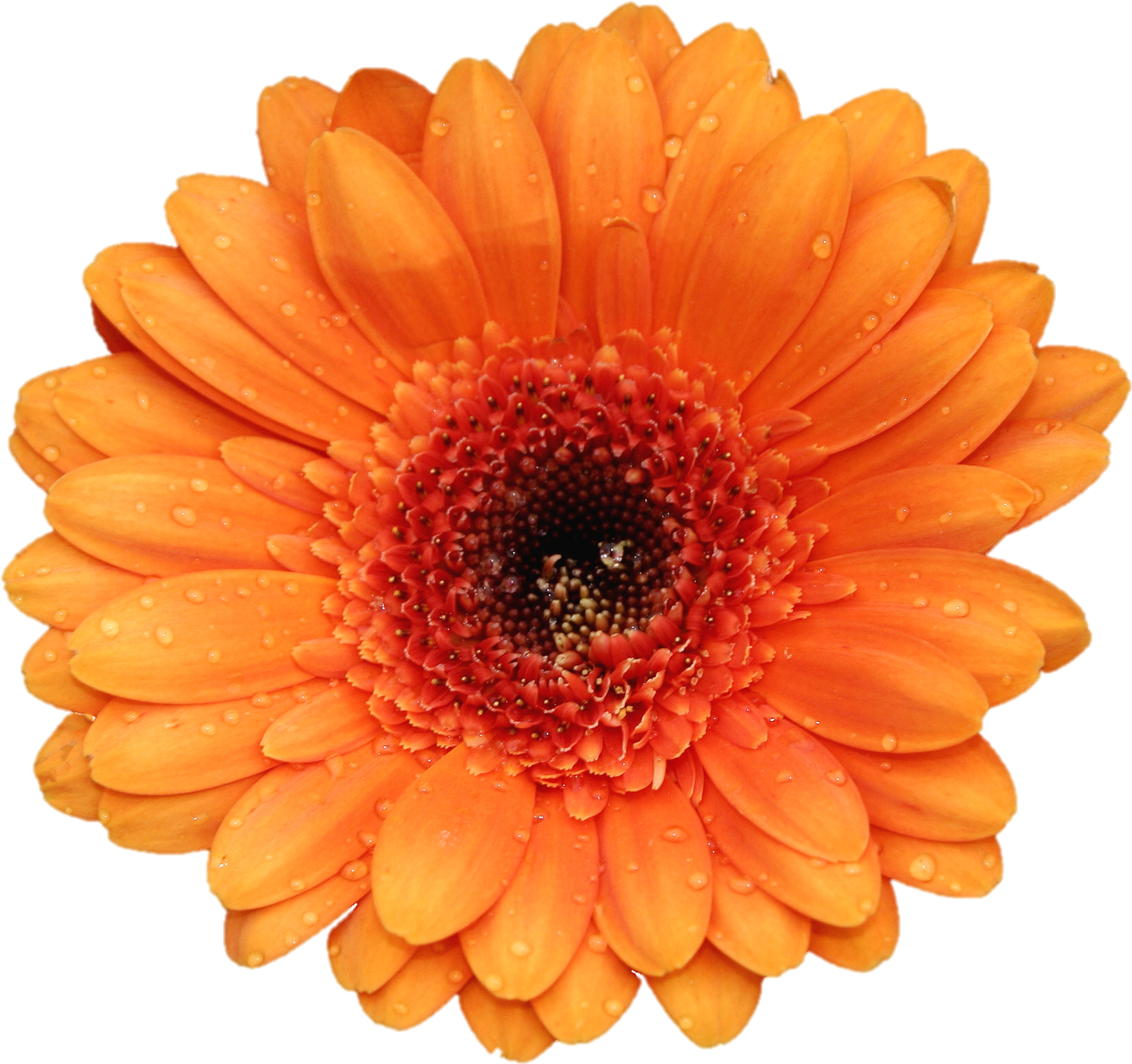 Go To Image - Orange Flower White Background (1827x1730), Png Download