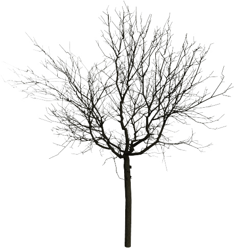 Walnut Mode 11 Walnut Mode 12 - Trees Black And White Png (631x561), Png Download