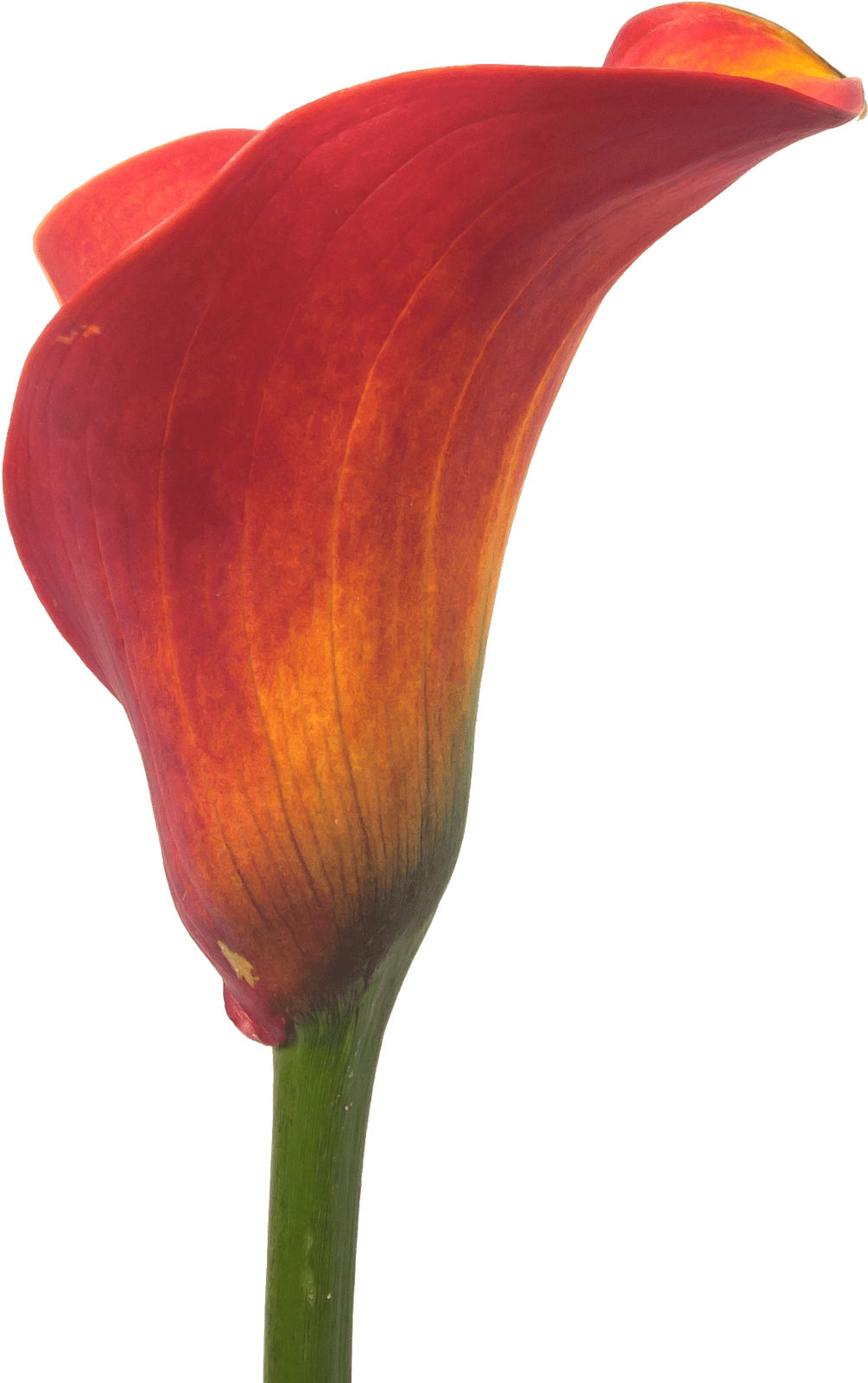 Calla Trinity - Flower (1920x1920), Png Download