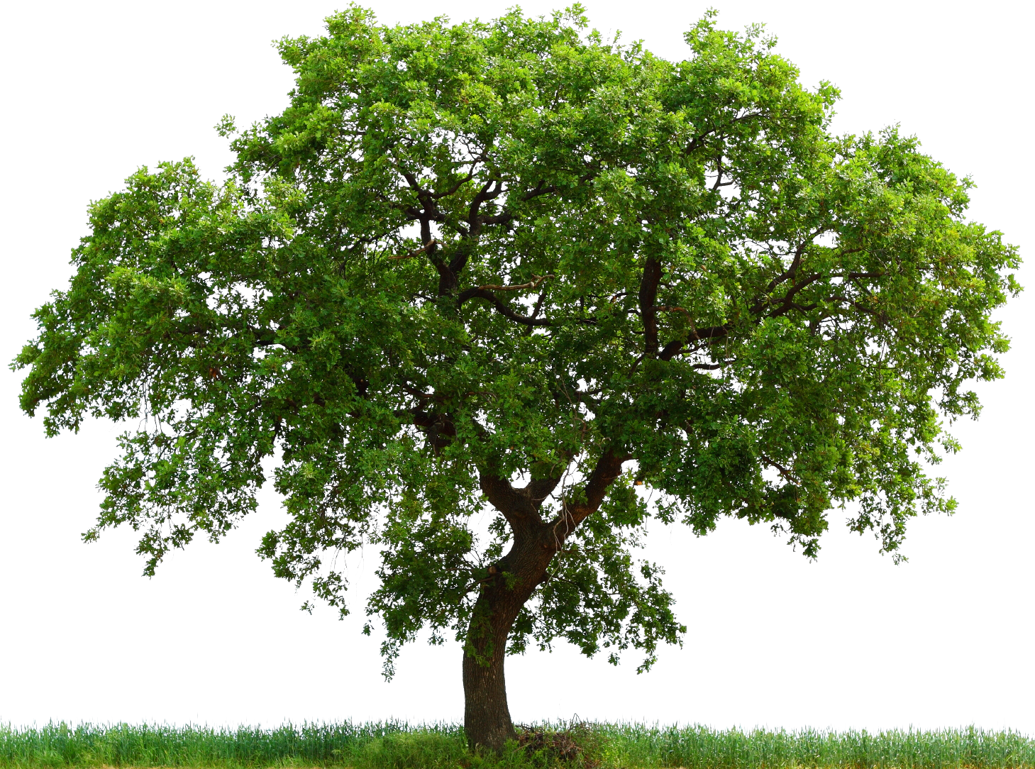 Connecticut State Tree White Oak Clipart - White Oak Tree Transparent (1459x1084), Png Download