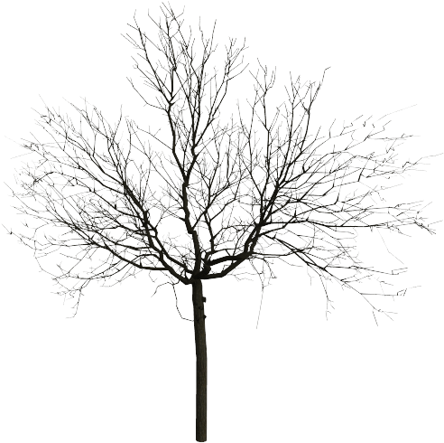 View Topic - Tree (631x561), Png Download
