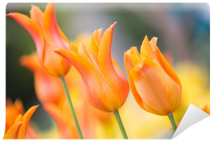 Sprenger's Tulip (400x400), Png Download