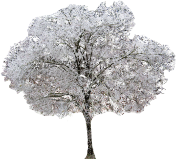 Winter Dogwood Tree - Keyword Research (400x400), Png Download