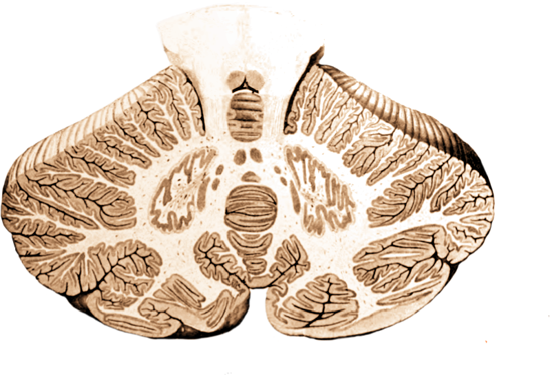 Cerebellum Cross-section, Without Labels - Cerebellum Cross Section (800x487), Png Download