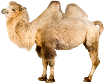 Camel Isolated Real Photo 300dpi, Camels, Reality, - Camel White Background (360x360), Png Download