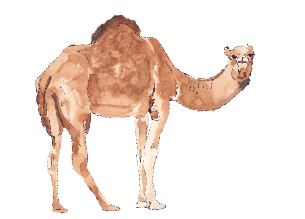 I Have Created Watercolor And Ink Illustrations For (1000x715), Png Download