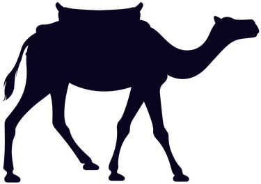 Animal, Camel, Mammal, Wildlife, Africa - Man On Camel Png (509x340), Png Download