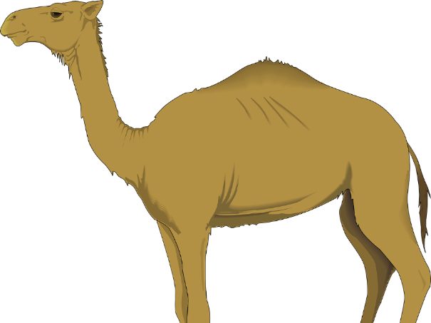 Montessoir Nomenclature Cards - Transparent Background Camels Clipart (605x453), Png Download