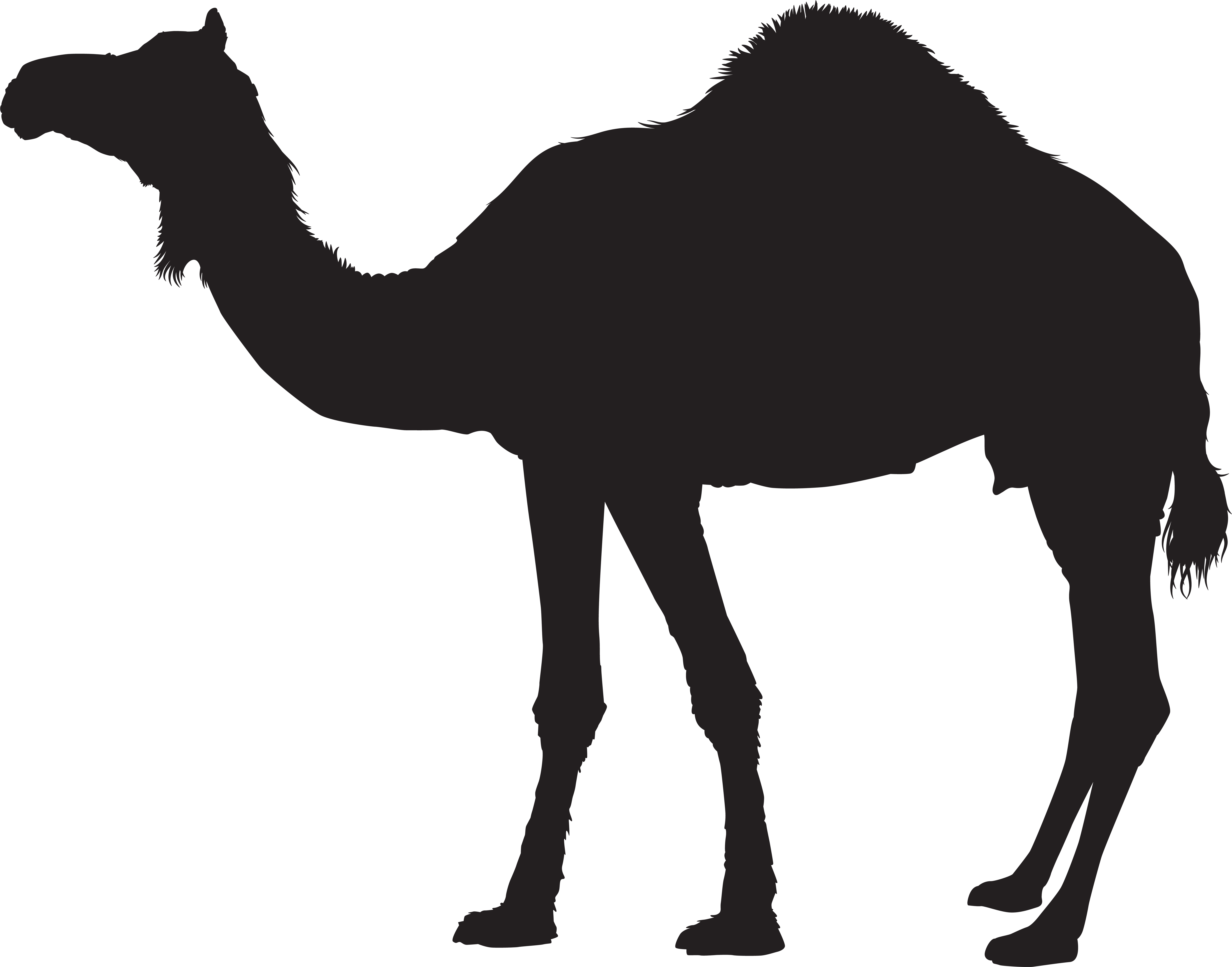 Download Camel Png Full Size Png Image Pngkit