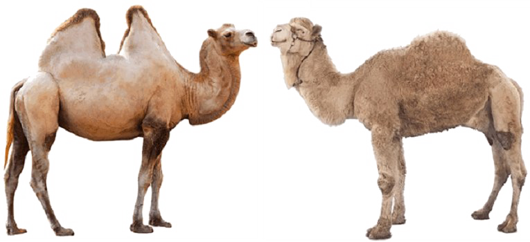 Camel Png High-quality Image - 2 Types Of Camel (765x350), Png Download