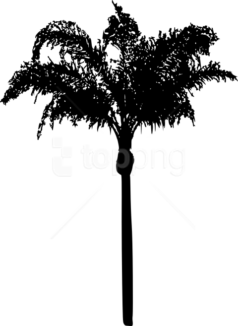 Free Png Palm Tree Png - Transparent Palm Trees Silhouette (480x657), Png Download