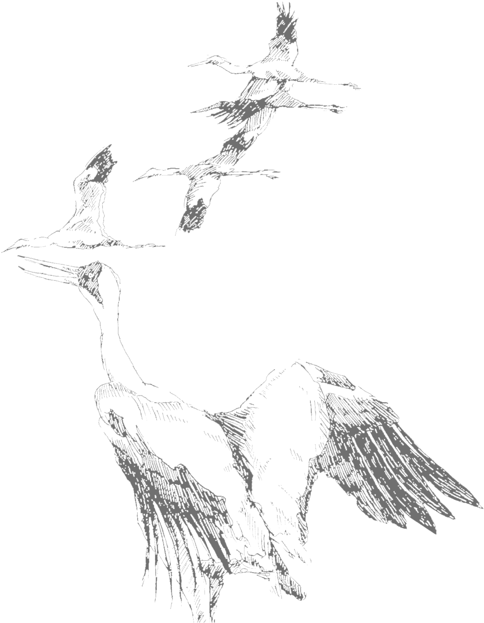 Geese Copy - Sketch (1000x1312), Png Download