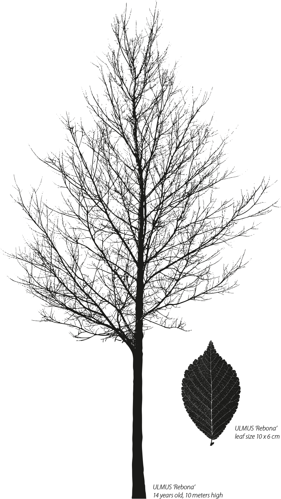 Ulmus 'rebona' Street • References - Oak (948x1600), Png Download