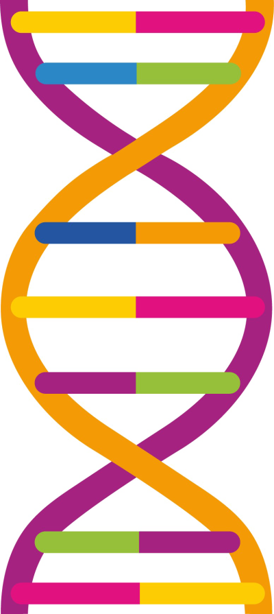 Dna Png Pic - Dna Png (400x895), Png Download