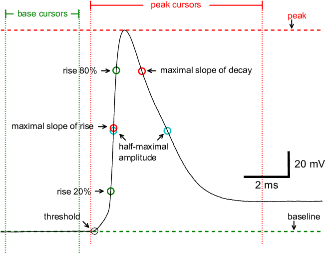 Principal Measurements Obtained When Base And Peak - Map (655x514), Png Download