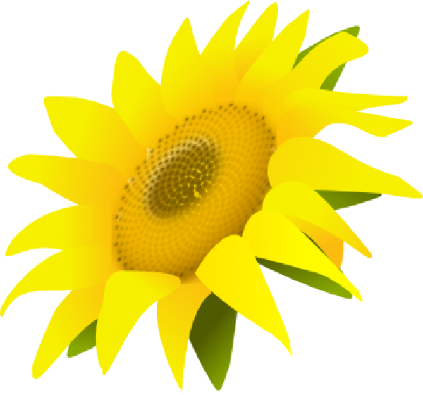 Sunflower Png Free Download - Common Sunflower (600x561), Png Download