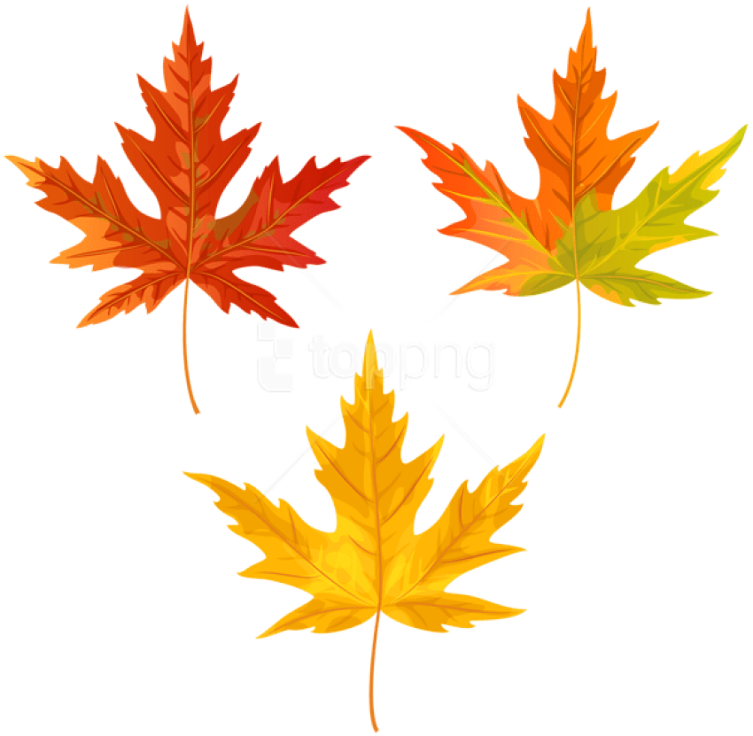 Free Png Download Orange Fall Leaves Clipart Png Photo - Maple Leaf (850x831), Png Download