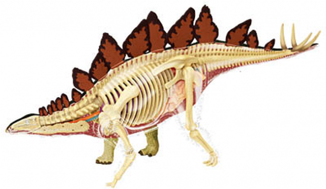Stegosaurus Anatomy Model - Ankylosaurus (640x640), Png Download